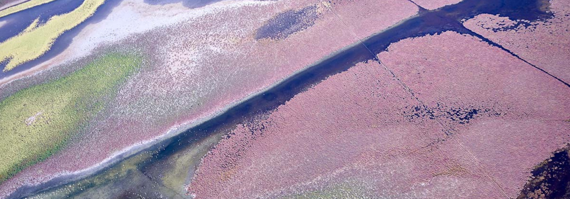 A magical aerial image of Roebuck Bay in Western Australia – showing incredible greens and lilacs of the wetlands that support countless crustaceans, dugongs, turtles and bird life.