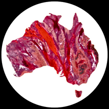Australia Scape brand mark